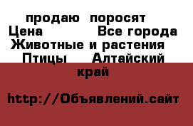 продаю  поросят  › Цена ­ 1 000 - Все города Животные и растения » Птицы   . Алтайский край